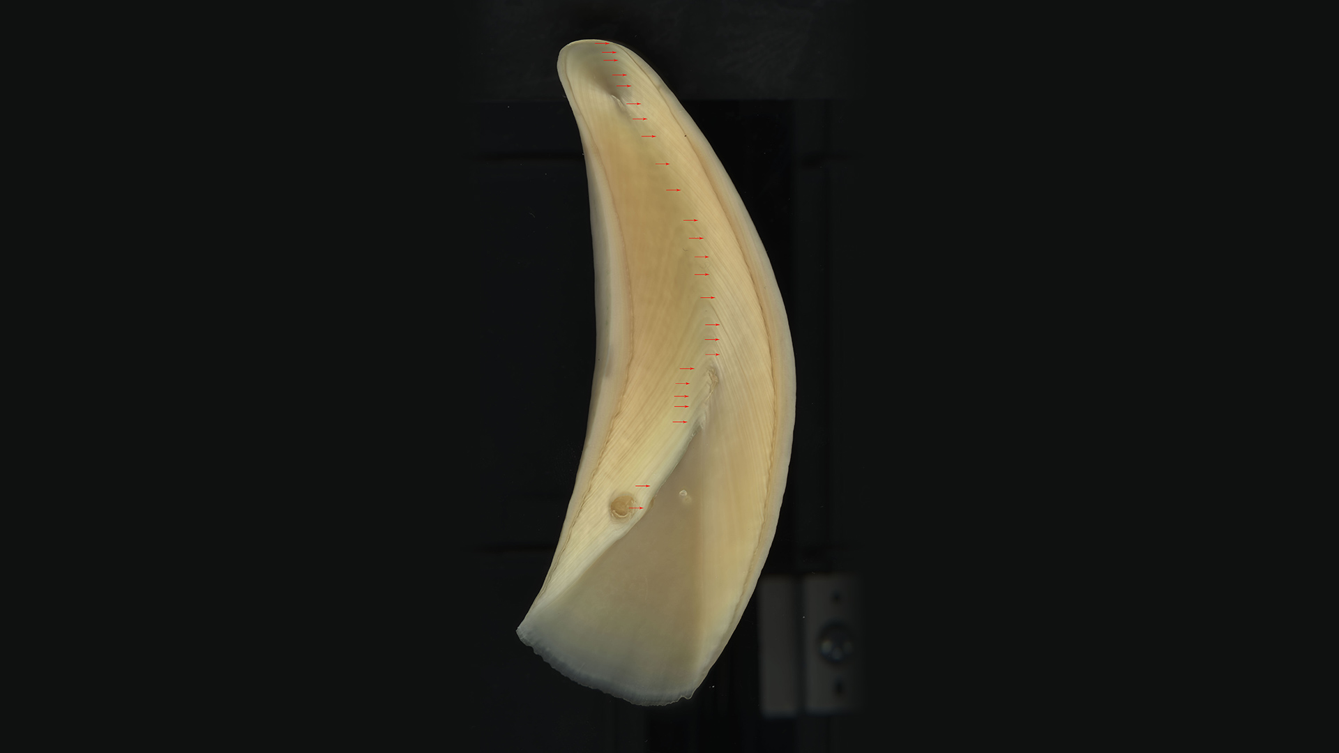 Cross-section of a sperm whale tooth cut lengthwise. There are 25 small red arrows that indicate growth layers.