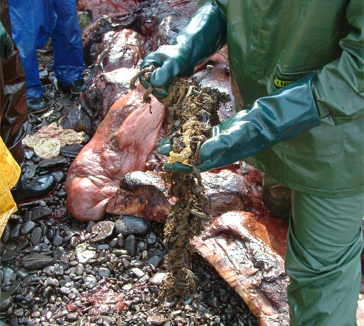 The sperm whale’s digestive tract is being flensed while one person removes a pile of garbage.