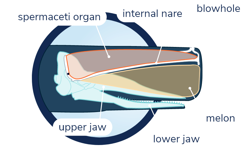 Diagram of the head of a sperm whale. One can see the skull with the lower jaw and the upper jaw. Above the skull is a large mass that occupies the entire volume that forms the sperm whale’s huge squarish head. The upper left part constitutes the spermaceti organ and the lower right part, the melon. The sperm whale’s blowhole is found at the front of the head, while the nasal passages run through the entire spermaceti organ.