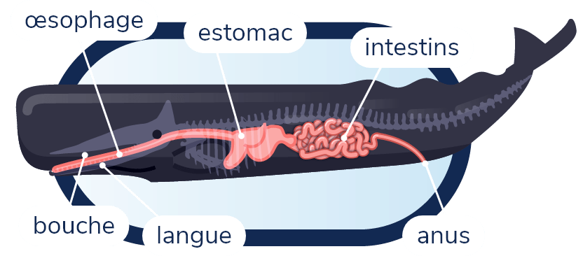 Schéma du système digestif du cachalot, avec bouche, langue, oesophage, estomac, intestin et anus. Le corps de la baleine et son squelette sont visibles en transparence.