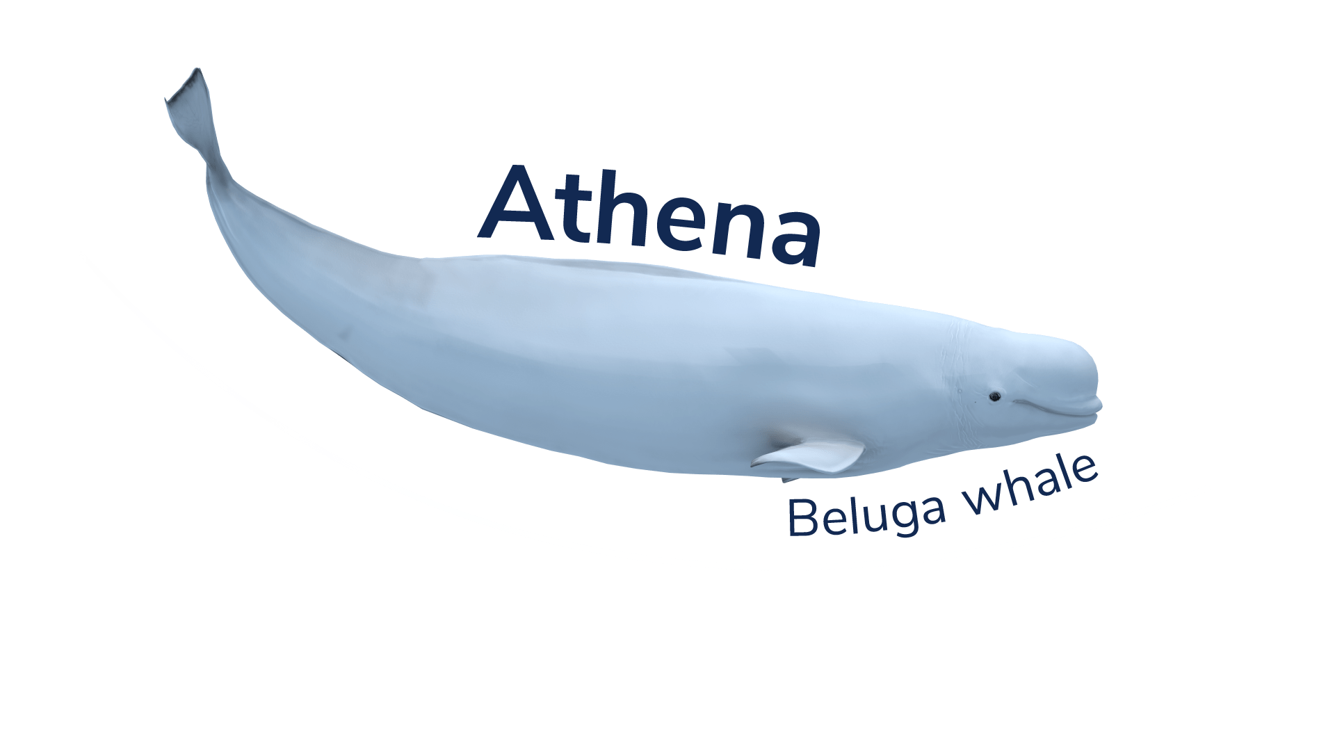 The beluga whale Athena