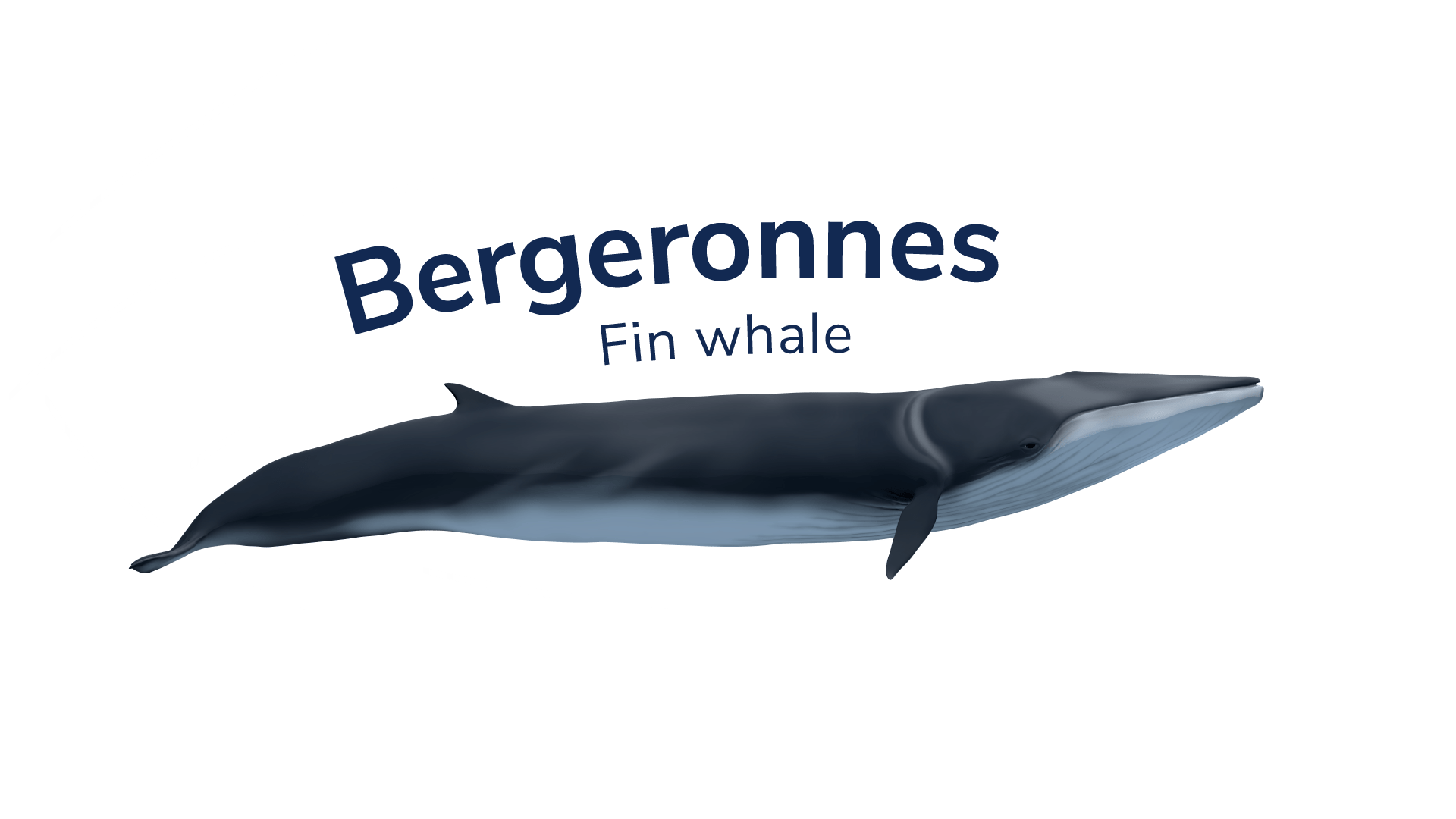 The fin whale Bergeronnes