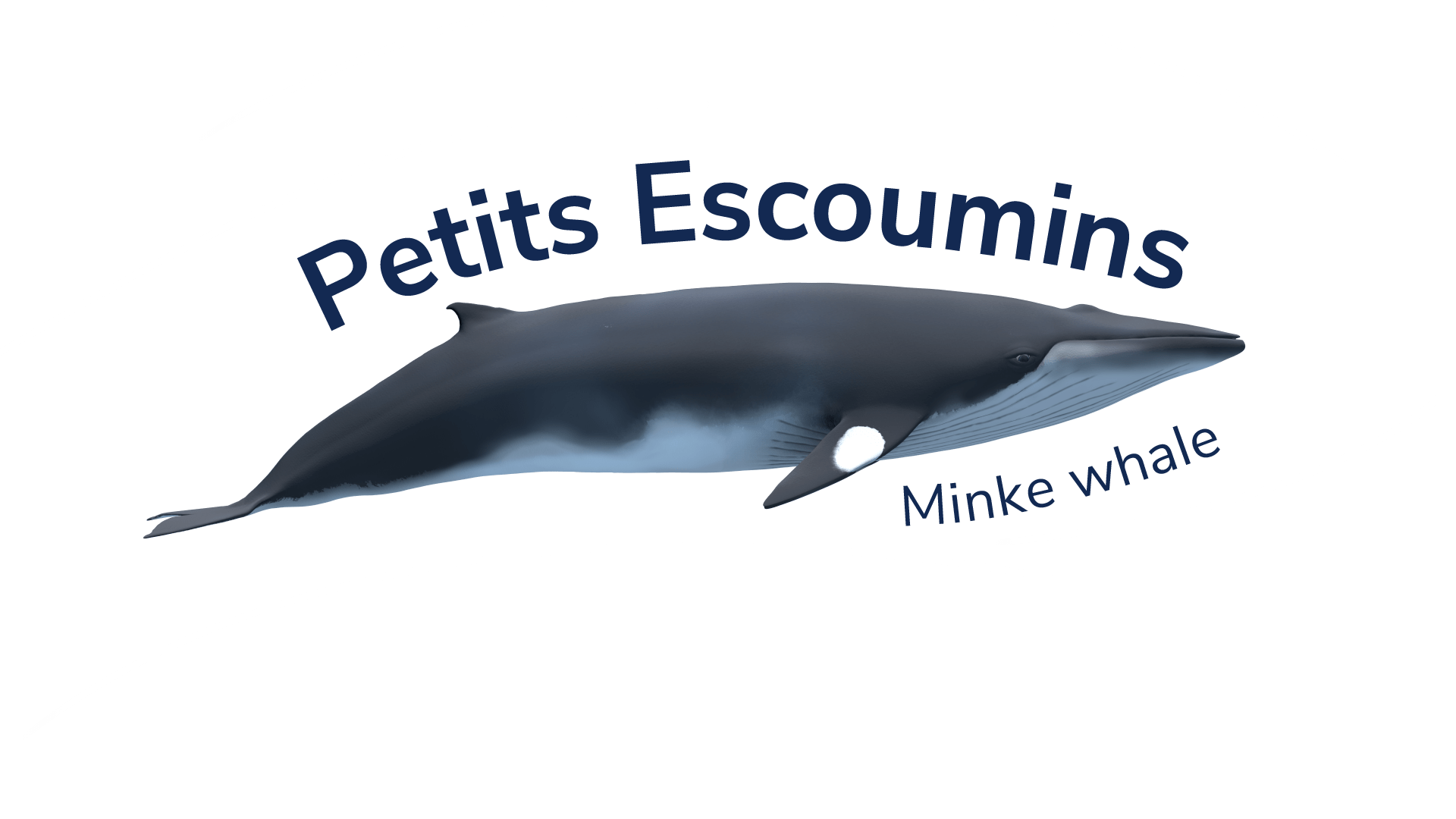 The minke whale Petits Escoumins