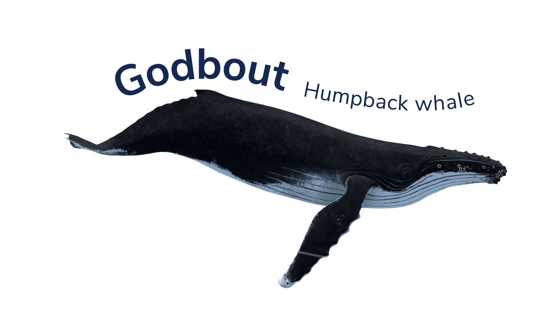 The humpback whale Godbout