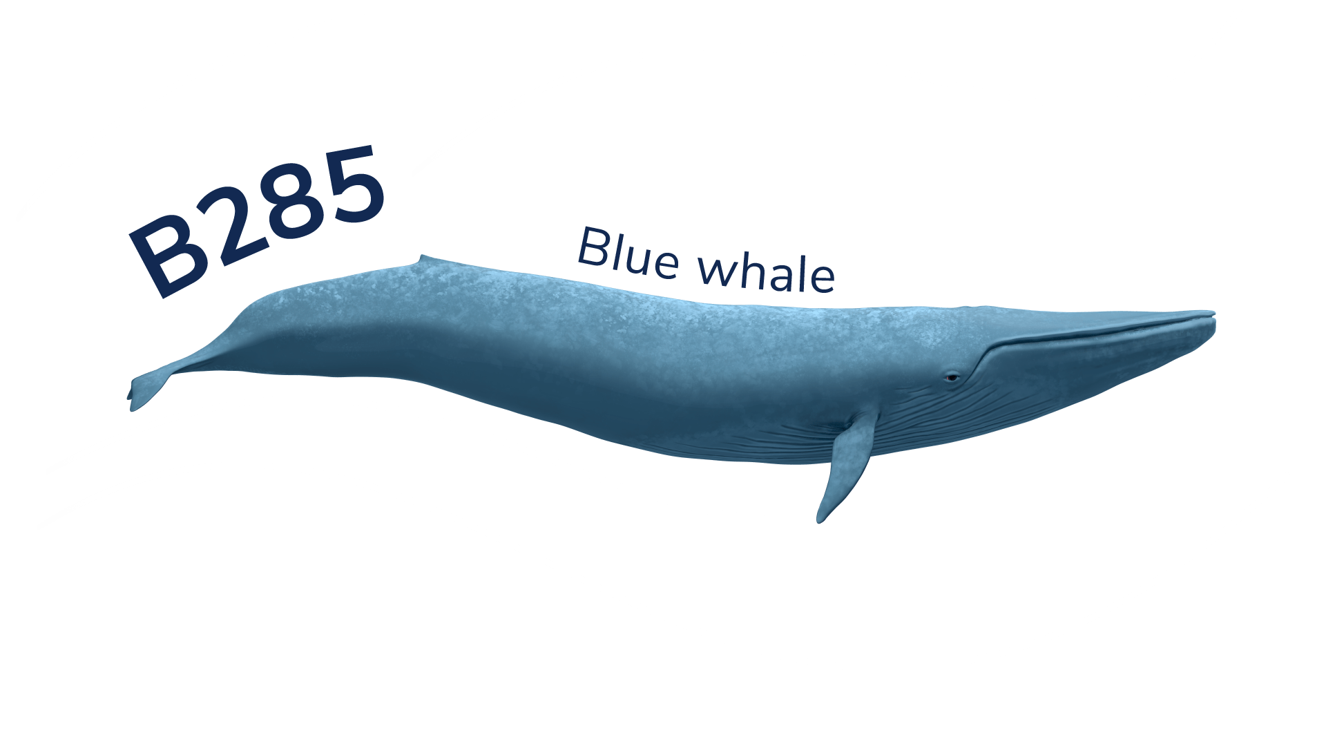 The blue whale B285