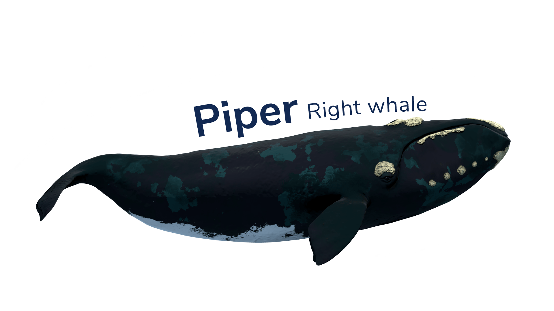 The right whale Piper