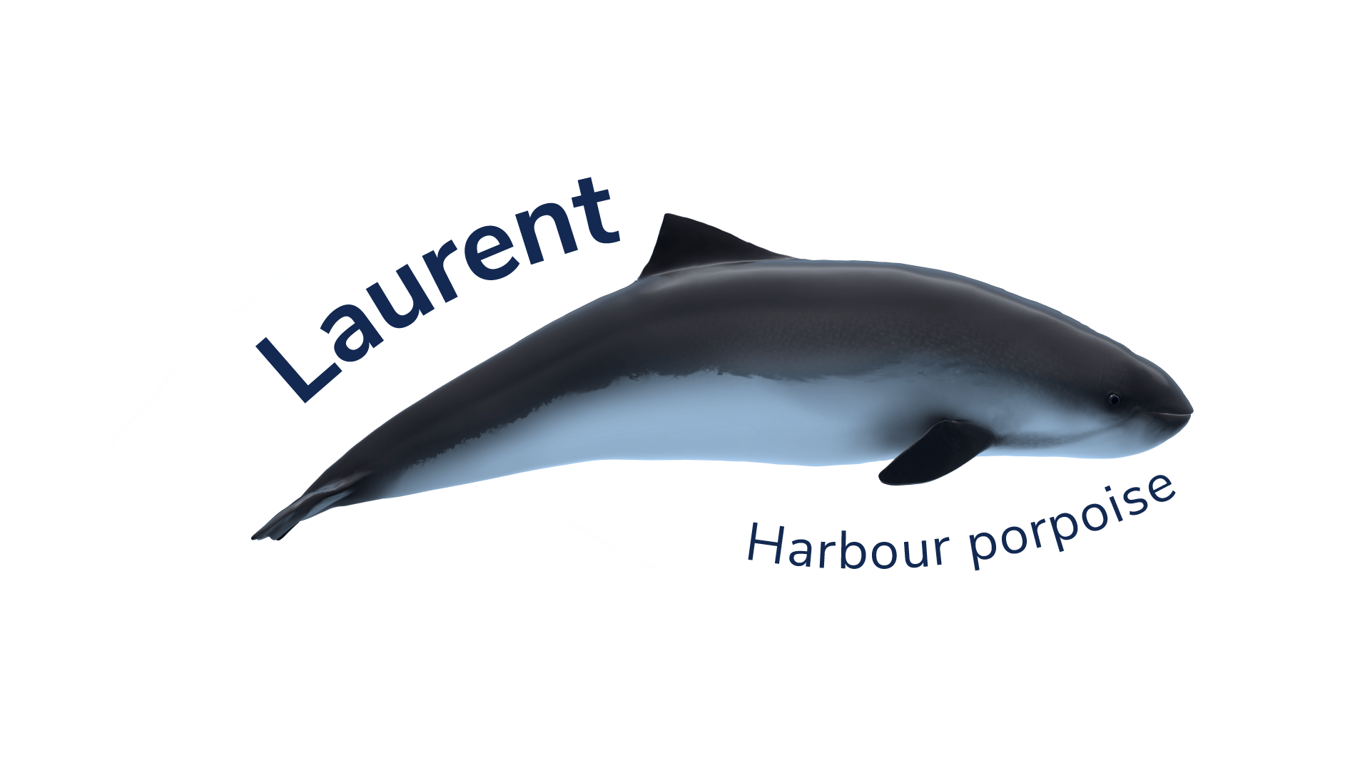 The harbour porpoise Lawrence