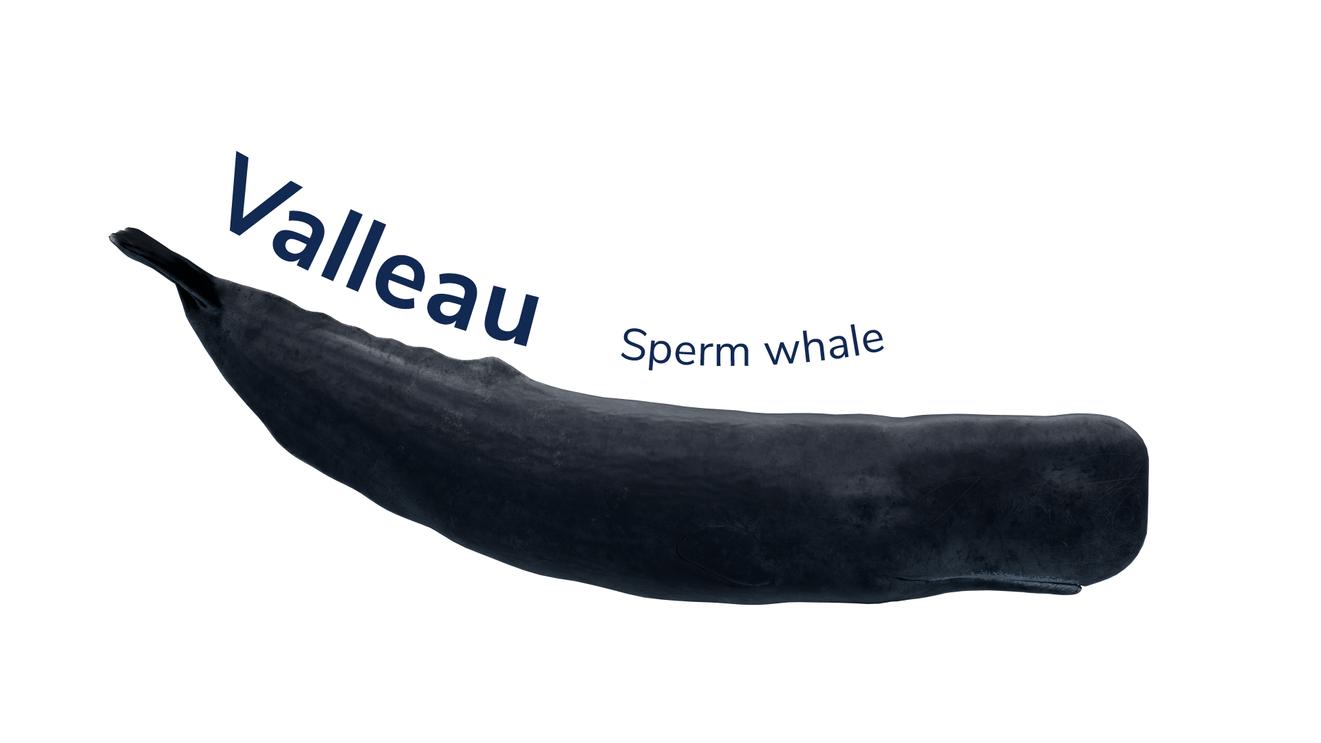The sperm whale Valleau