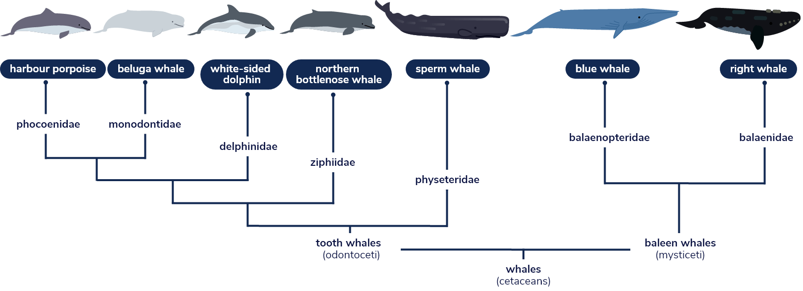 Phylogenetic tree of cetaceans. A first branch appears when toothed whales (odontocetes) diverged from the baleen whales (mysticetes). In baleen whales, a branch separates members of the family Balaenopteridae (e.g. blue whale) from those of the family Balaenidae (e.g. right whale). With regard to toothed whales, a first branch separates the family Physeteridae (e.g. sperm whale) from the others, a second branch is represented by Ziphiidae (e.g. bottlenose whale), a third branch is represented by Delphinidae (e.g. white-sided dolphin) and a fourth branch is represented by Monodontidae (e.g. beluga) and Phocoenidae (e.g. harbour porpoise).