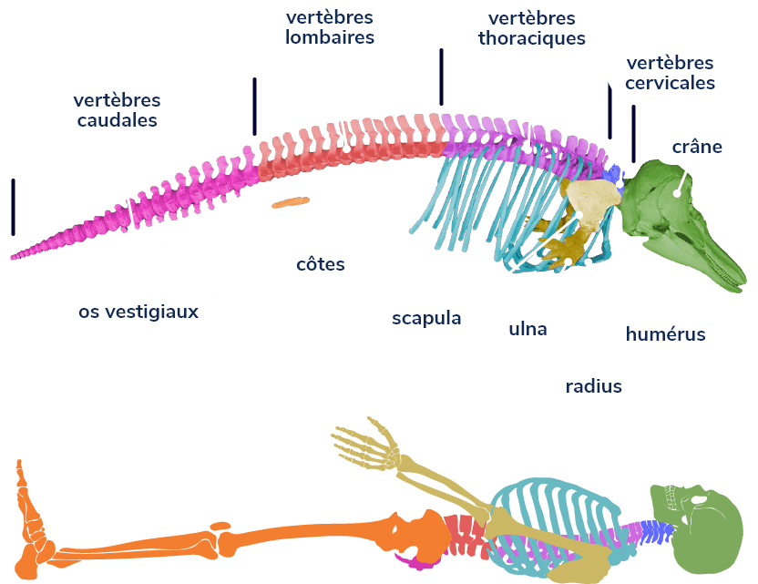 Comparaison des squelettes d’un marsouin et d’un humain. Différentes parties sont identifiées: le crâne, les vertèbres (cervicales, thoraciques, lombaires et caudales), les côtes et les os des membres antérieurs (bras), soit la scapula, l’humérus, le radius et l’ulna. Les os vestigiaux correspondent aux membres postérieurs chez l’humain.