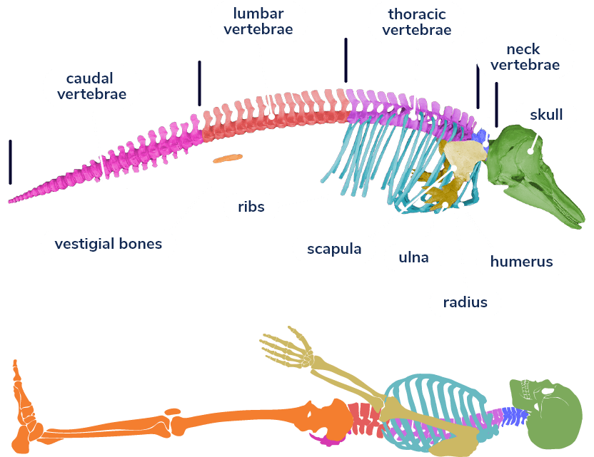 Comparison of the skeletons of a porpoise and a human. Different parts are identified: the skull, the vertebrae (cervical, thoracic, lumbar and caudal), the ribs and the bones of the forelimbs (arms), namely the scapula, humerus, radius and ulna. The vestigial bones correspond to the hind limbs in humans.