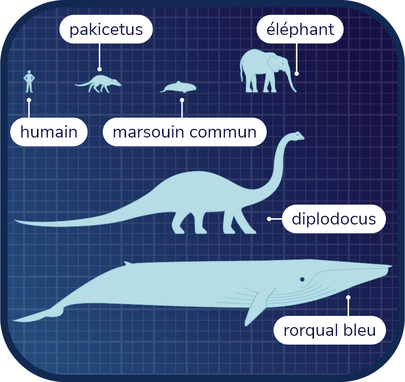Schéma comparant les tailles d’un marsouin commun avec le Pakicetus, l’humain, l’éléphant et le diplodocus et le rorqual bleu. Le marsouin commun et le pakicetus font environ la taille de l’humain, tandis que le rorqual bleu est plus gros que le diplodocus.