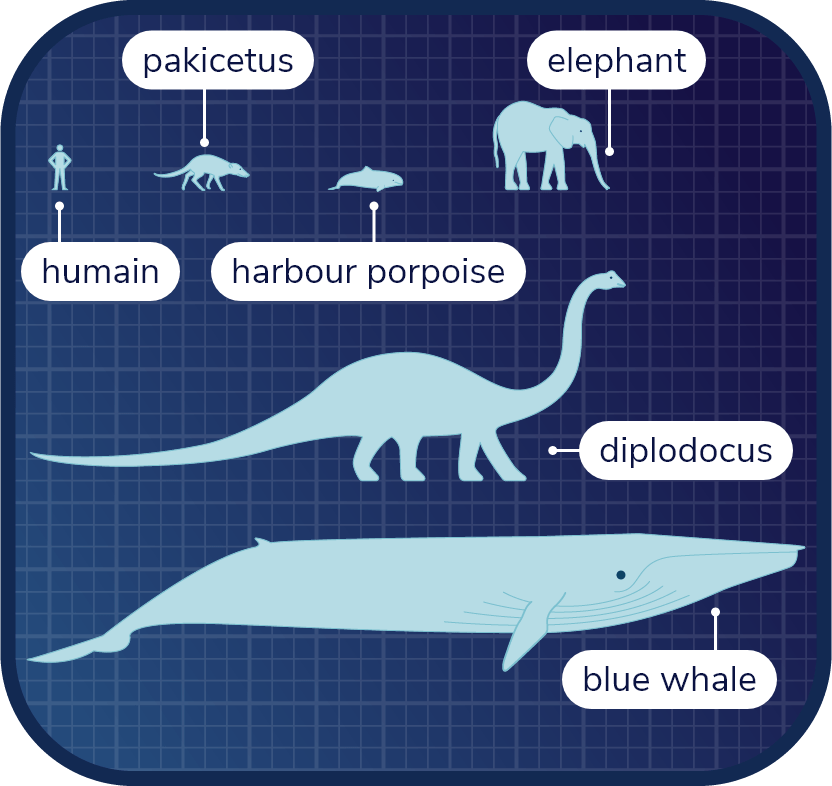 Diagram comparing the size of a harbour porpoise with that of Pakicetus, a human, an elephant, Diplodocus and a blue whale. Harbour porpoises and Pakicetus are about the size of humans, while blue whales are larger than a Diplodocus.