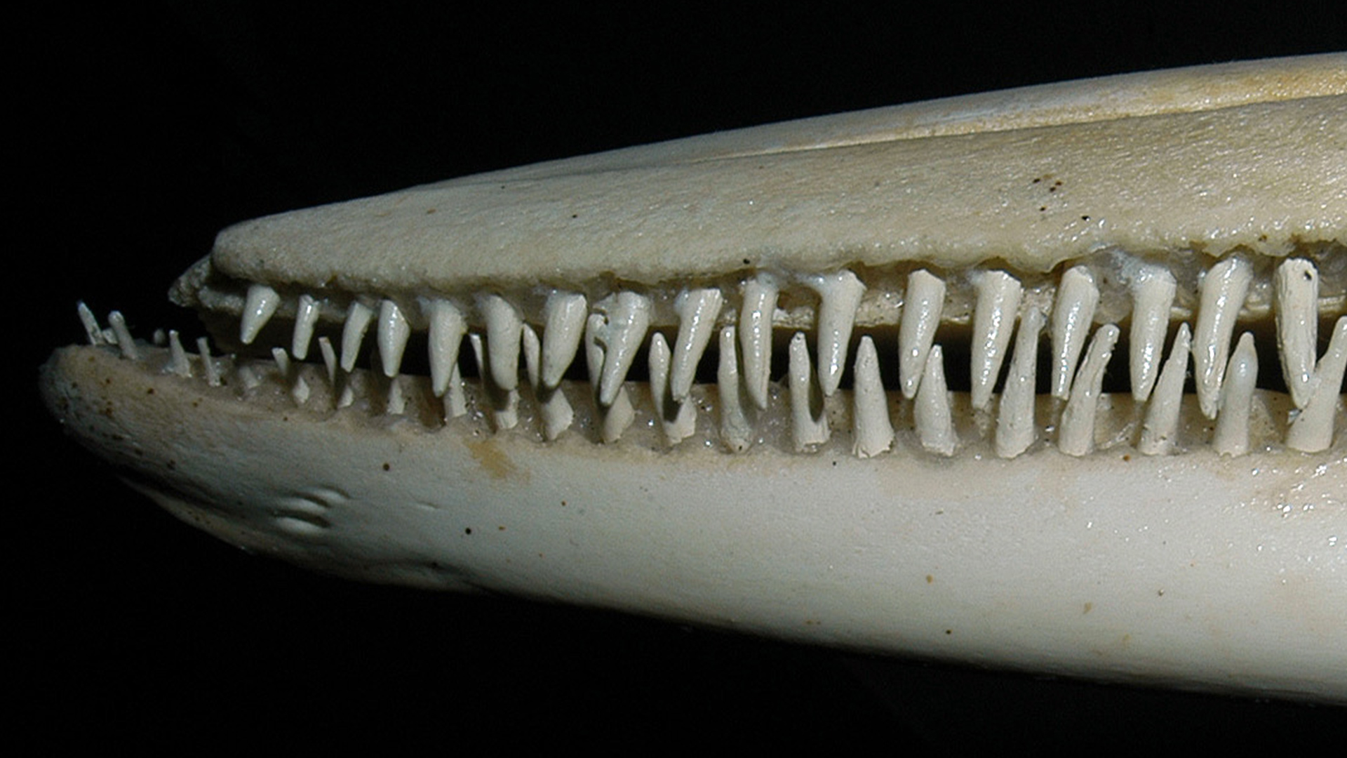 Plan rapproché sur la dentition d’un crâne de dauphin. Les dents ont une forme de cône.