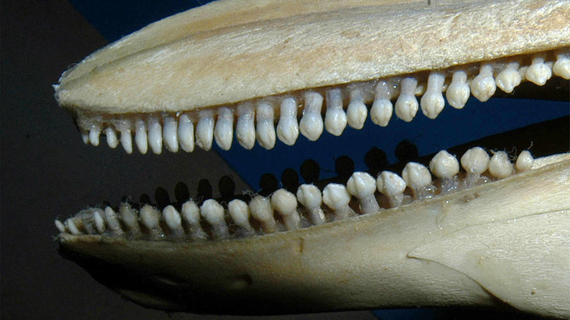 Plan rapproché sur la dentition d’un crâne de marsouin. Les dents ont une forme de spatule.