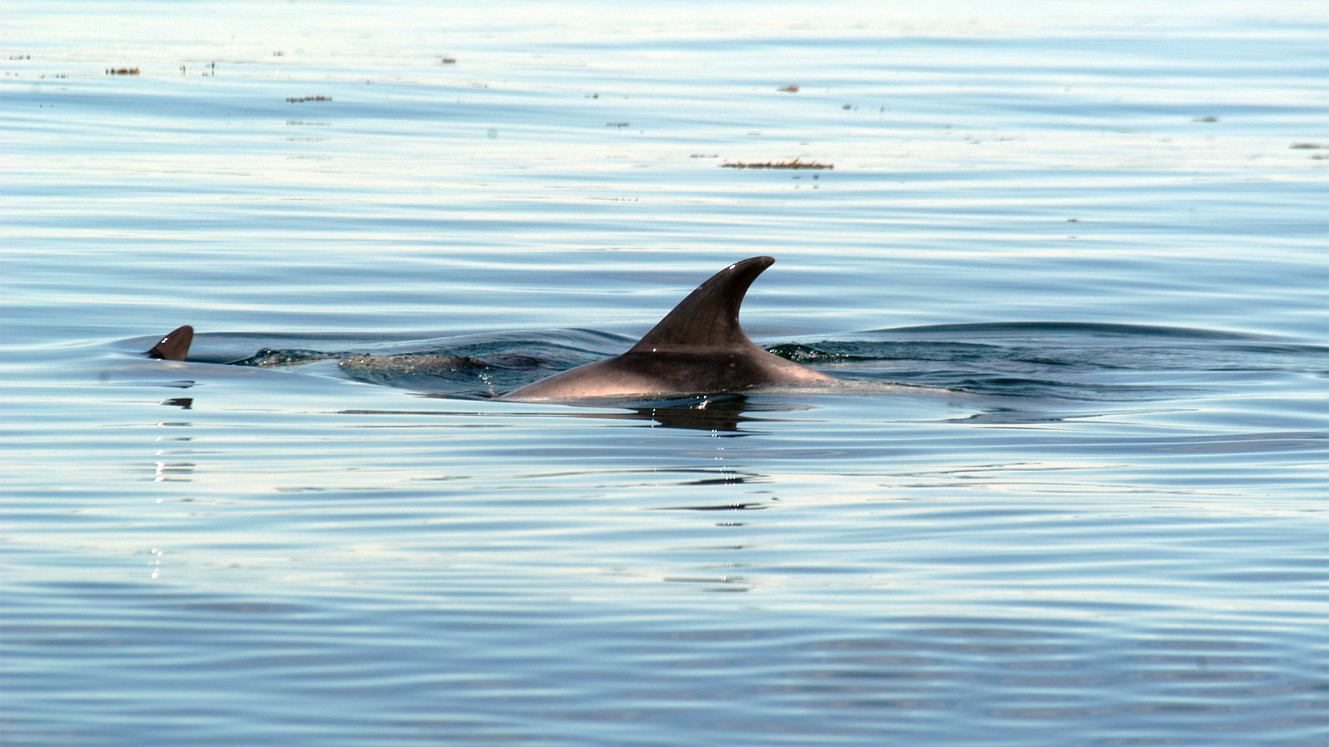 The back of a dolphin with its sickle-shaped dorsal fin.