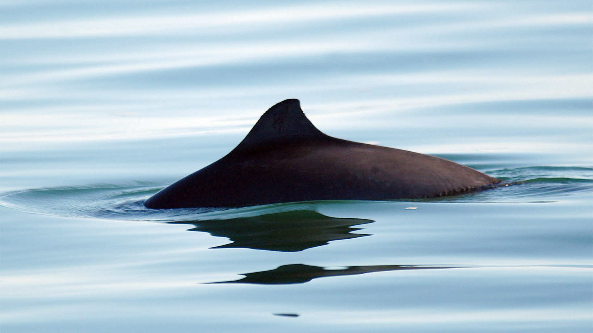 The back of a porpoise with its triangular dorsal fin.