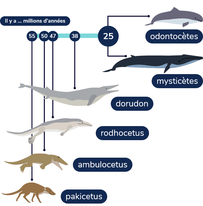 Ligne de temps montrant différentes étapes de l’évolution des cétacés. Il y a 55 millions d’années apparaît le pakicetus. Il y a 50 millions d’années apparaît l’ambulocetus. Il y a 47 millions d’années apparaît le rodhocetus.  Il y a 38 millions d’années apparaît le dorudon. Il y a 25 millions d’années, les baleines se divisent en deux groupes: les odontocètes et les mysticètes.