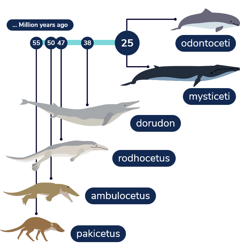 Timeline showing various milestones in the evolution of cetaceans. 55 million years ago: appearance of Pakicetus 50 million years ago: appearance of Ambulocetus 47 million years ago: appearance of Rodhocetus 38 million years ago: appearance of Dorudon 25 million years ago, whales split into two groups: odontocetes and mysticetes.