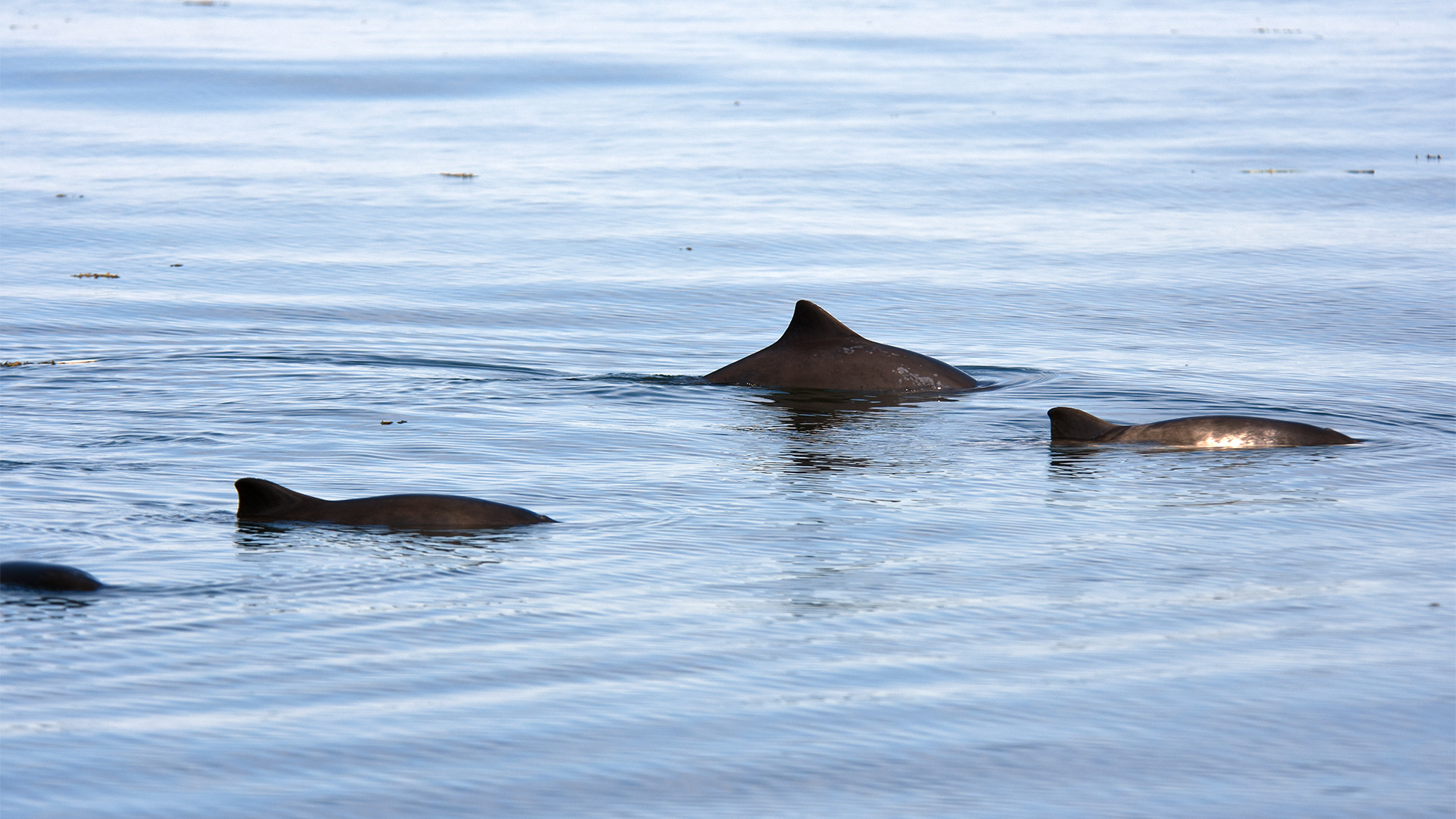 A group of four porpoises rise to the surface. The back and dorsal fin of the first three are visible, but are cropped off in the fourth individual.
