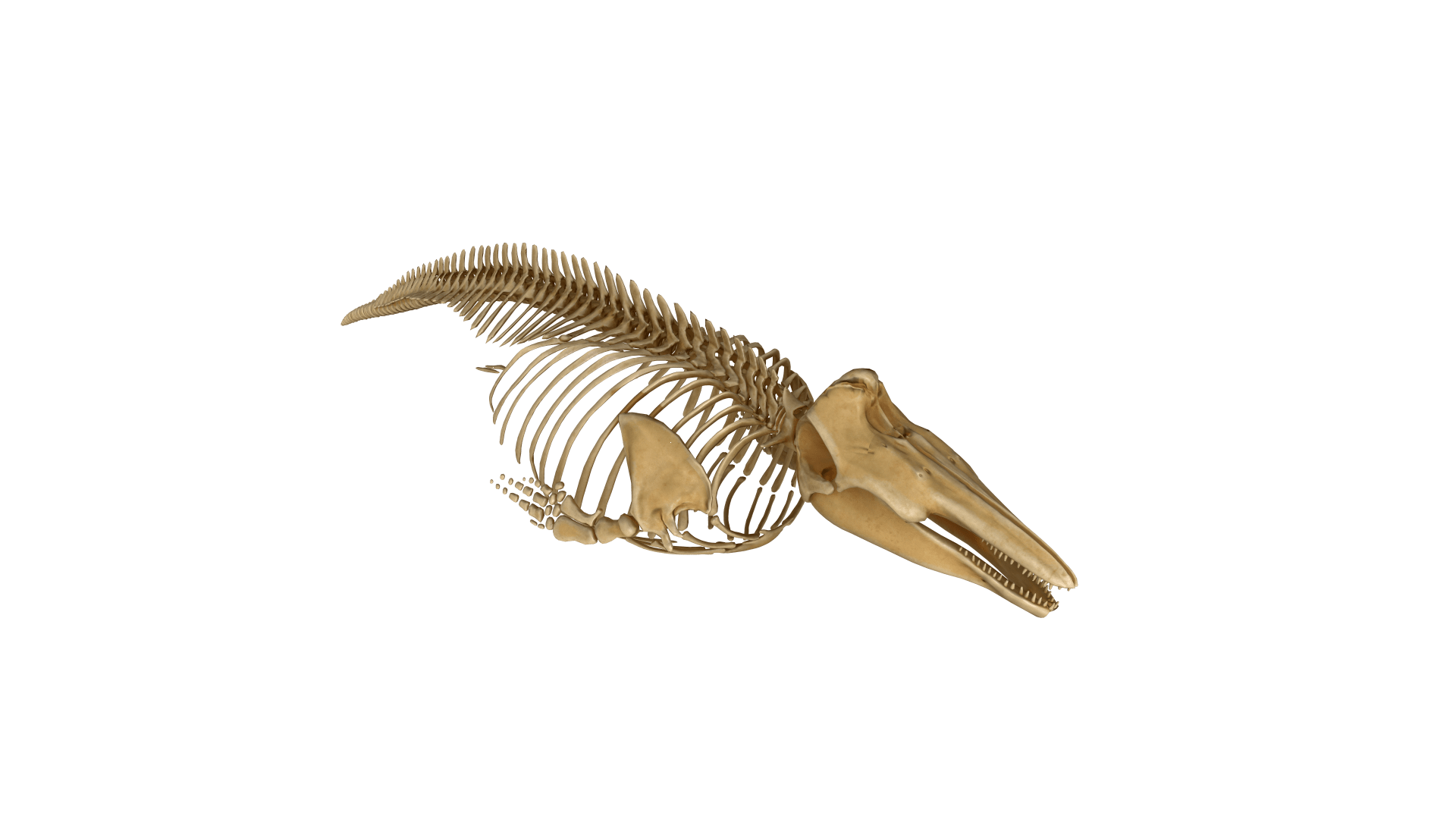 Photo of a harbour porpoise skeleton
