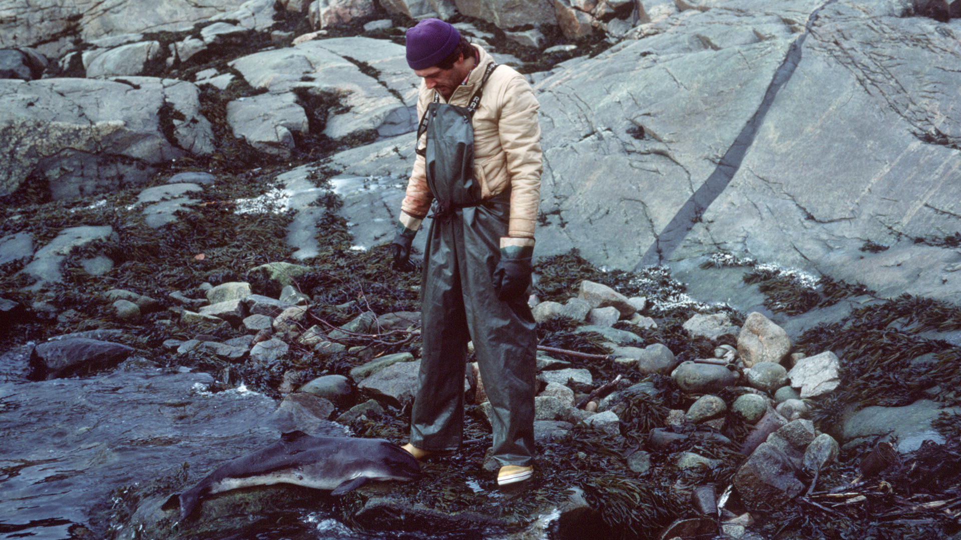 À marée basse, sur la rive rocheuse recouverte d’algues, un homme équipé d’une salopette imperméable se tient devant la carcasse d’un tout petit marsouin.