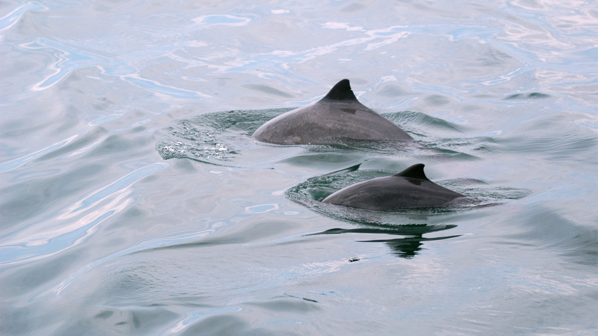 Two porpoise backs with their triangular fins are visible on the water surface. The porpoise in the foreground is smaller than the one behind it.