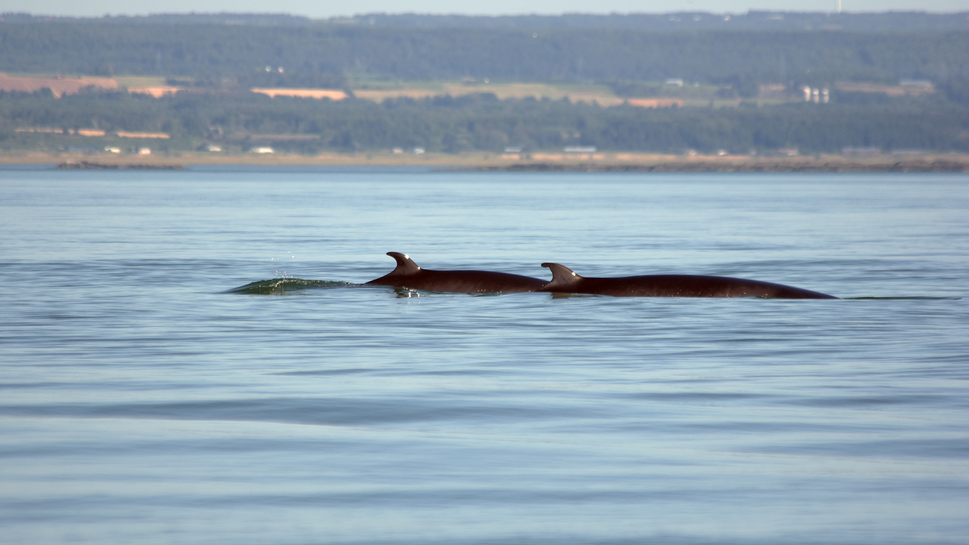 Two minke whales swim side by side.
