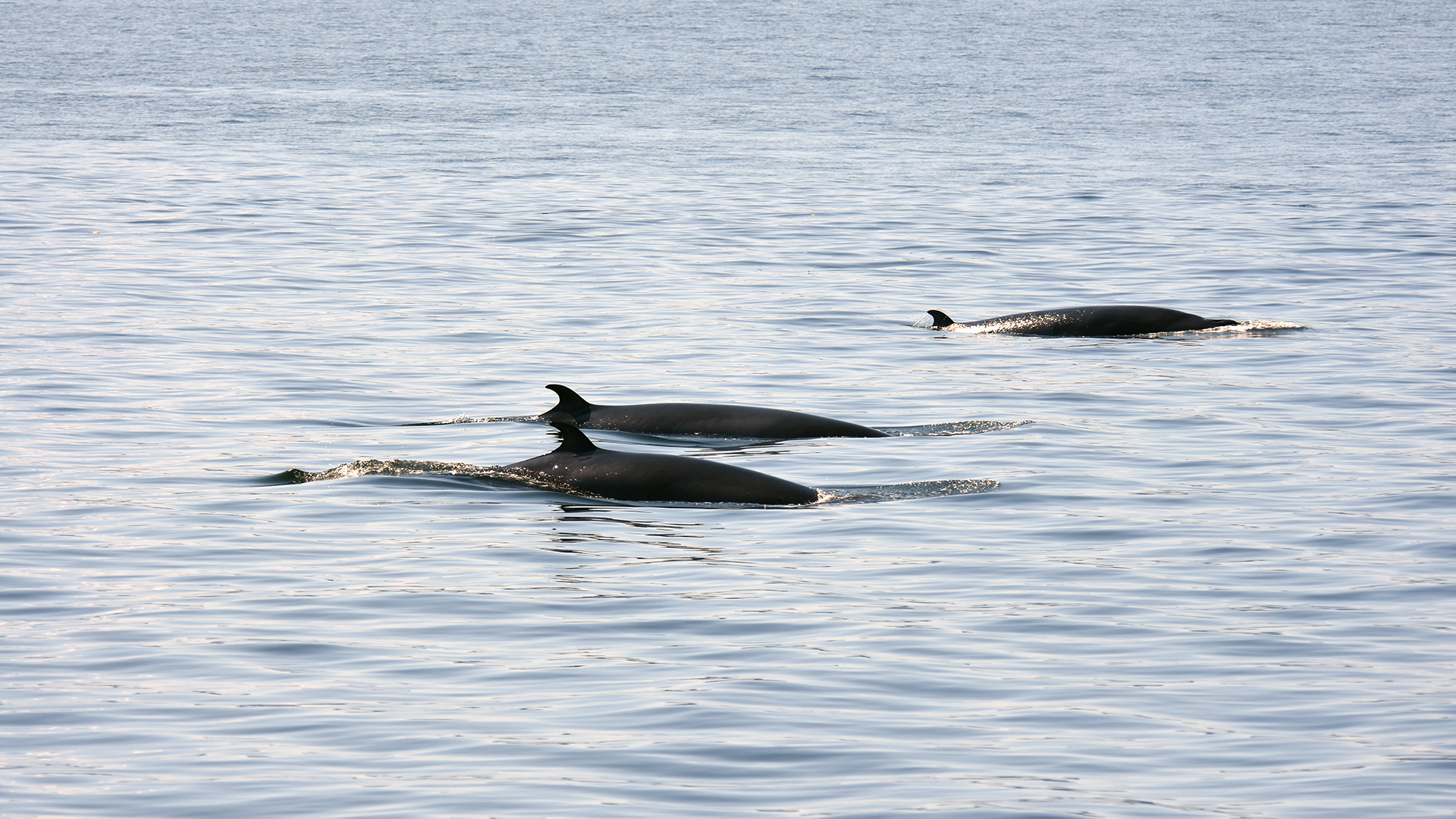 Three minke whales come to the surface to breathe.