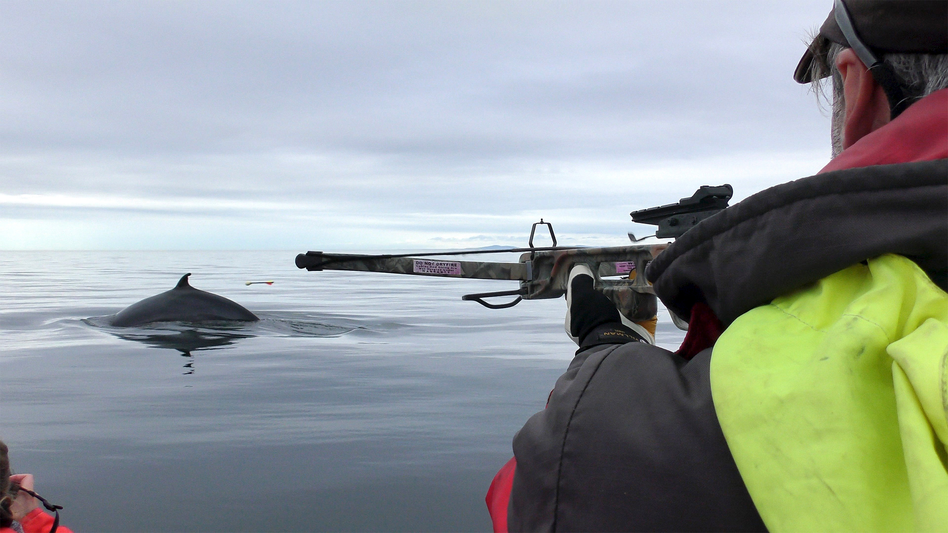 A researcher shoots a dart at a minke whale with a crossbow.