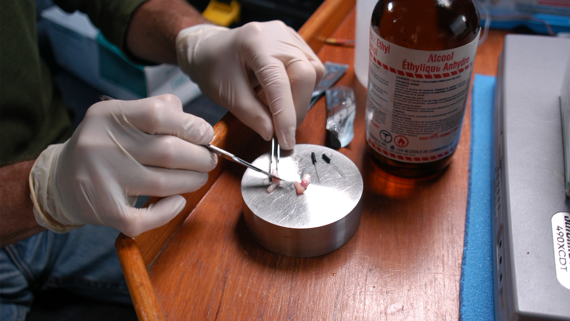 A researcher cuts a sample of whale skin and fat using forceps and a scalpel.