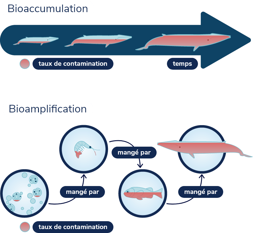Schéma illustrant la bioaccumulation et la bioamplification. Bioaccumulation: Des poissons sont illustrés sur une ligne de temps; au fur et à mesure du temps qui passe, les poissons grandissent et accumulent de plus en plus de contaminants.
Bioamplification: Schéma illustrant la chaîne alimentaire du petit rorqual: le phytoplancton est mangé par le zooplancton, qui est mangé par les petits poissons, qui sont mangés par le petit rorqual. Le taux de contamination devient de plus en plus élevé plus l’on monte dans la chaîne alimentaire.