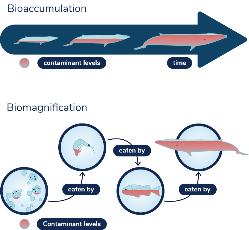 Diagram illustrating bioaccumulation and biomagnification. Bioaccumulation: Fish are shown on a timeline; With time, the fish grow larger and accumulate more and more contaminants.Biomagnification: Diagram illustrating the food chain of the minke whale: phytoplankton is eaten by zooplankton, which is eaten by small fish, which are eaten by minke whales. The contamination rate gets higher and higher the further one moves up the food chain.