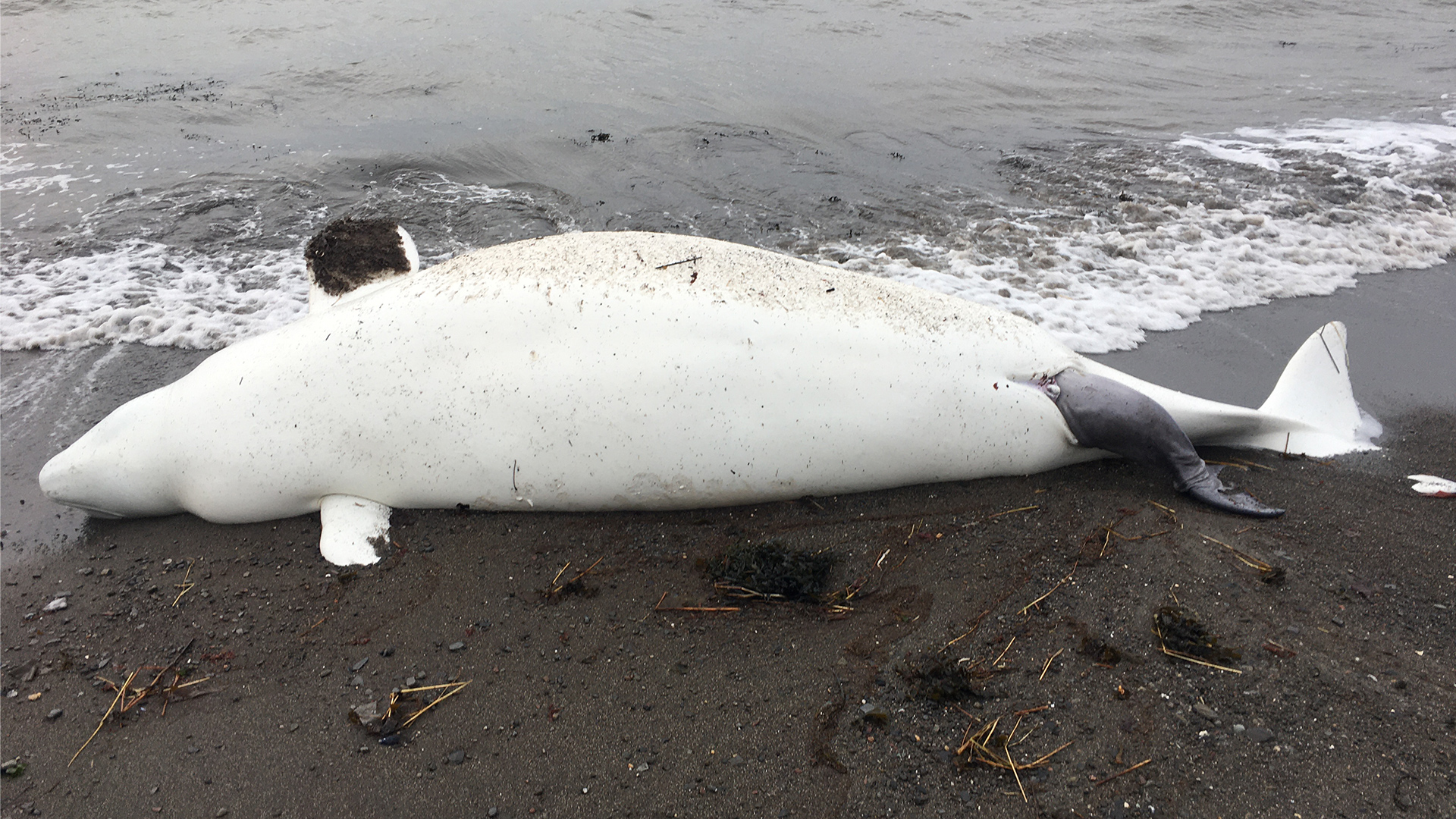 A beluga carcass washed up on the beach. The tail of the calf that was being born is sticking out of the genital slit.