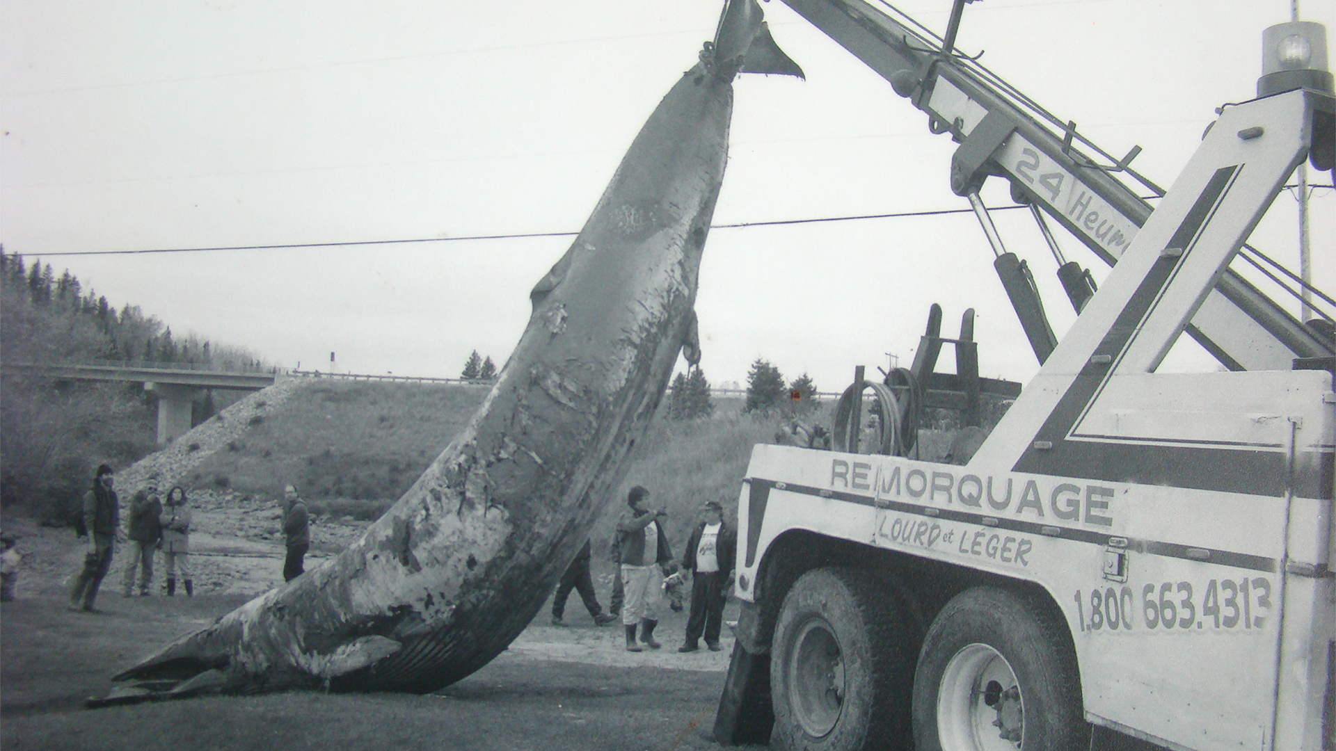 A crane lifts the minke whale carcass by the tail.