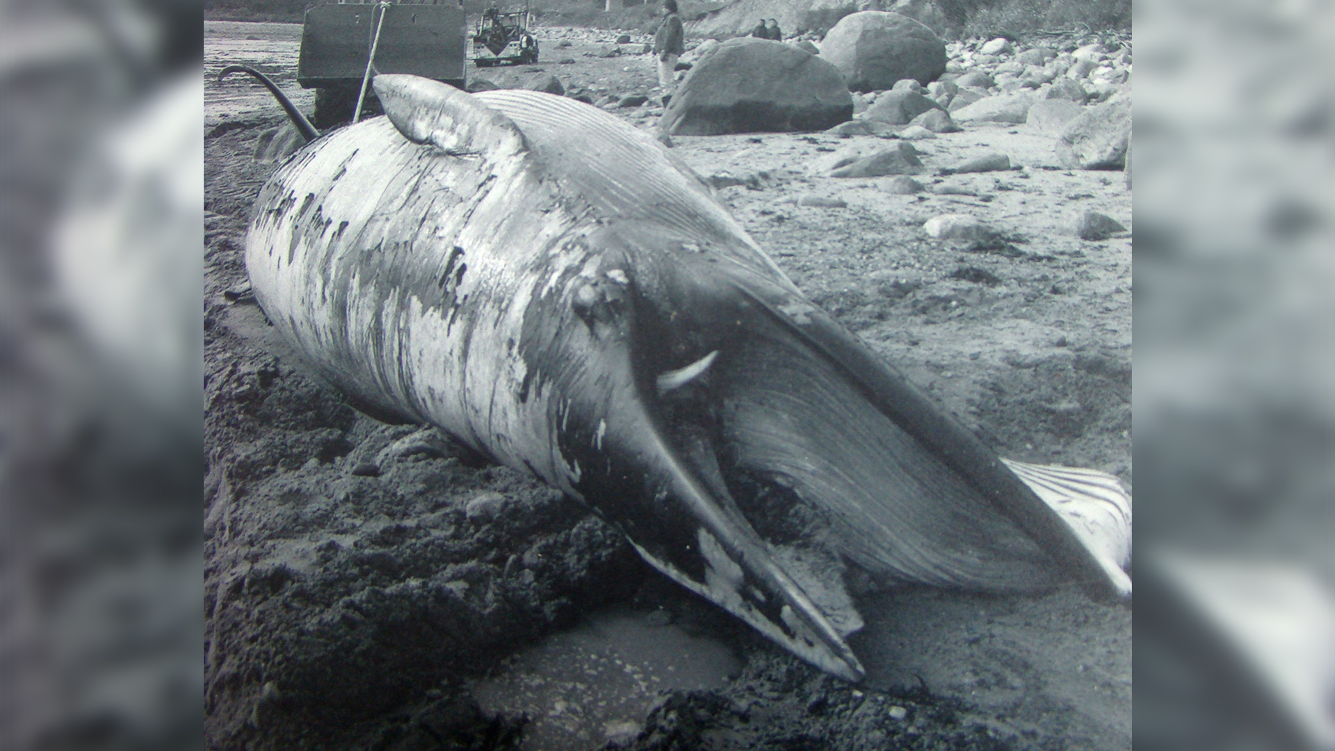 A stranded minke whale carcass.