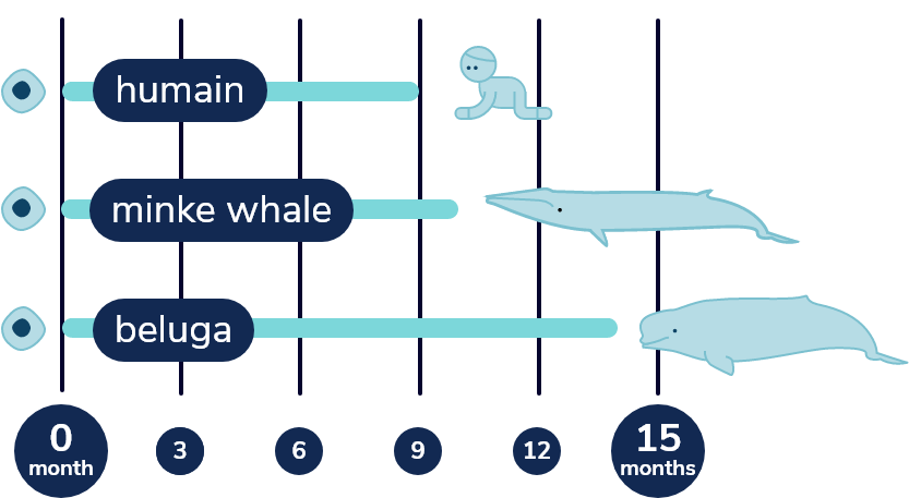 Gestation period
Minke whale: 10 months
Beluga: 14 months
Human: 9 months
