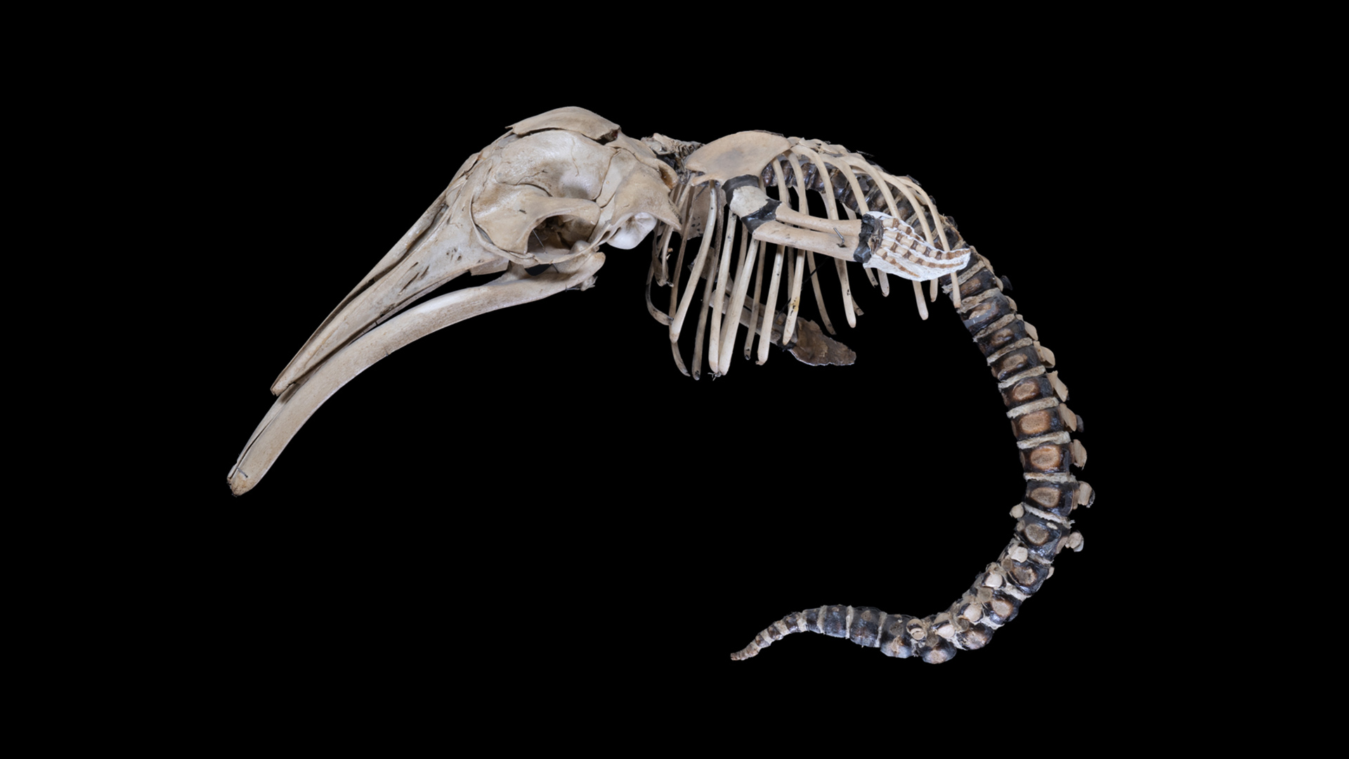 Photo of the skeleton of a minke whale fetus.