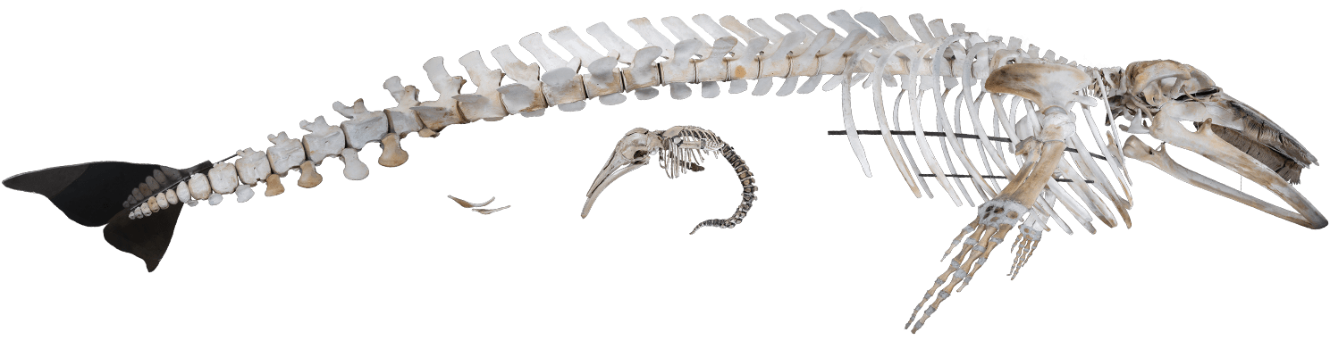 Photo of a minke whale skeleton and its fetus