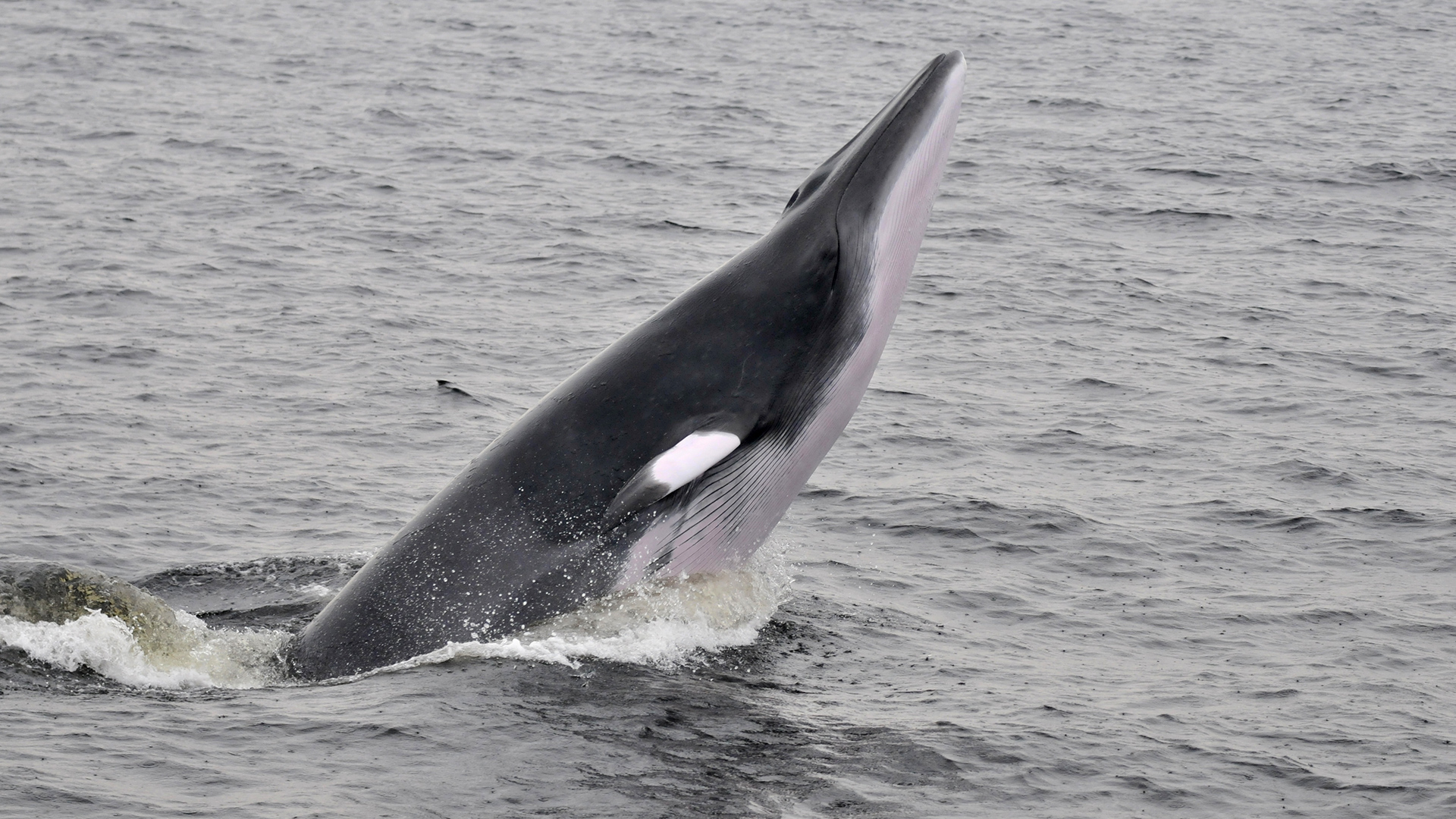 Half of the minke whale’s body can be seen out of the water as it lunges straight ahead.