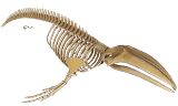 Voir le squelette en 3D