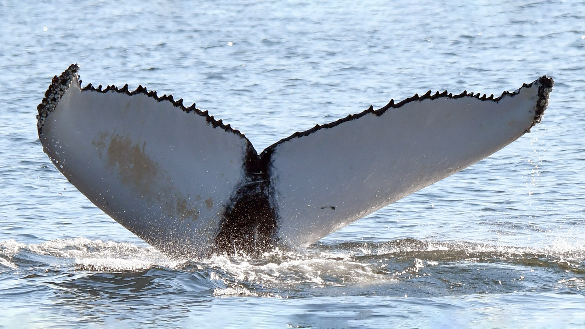 Photo of the underside of a humpback whale tail. The pattern is almost entirely white, notwithstanding the black band in the centre and the upper contour.
