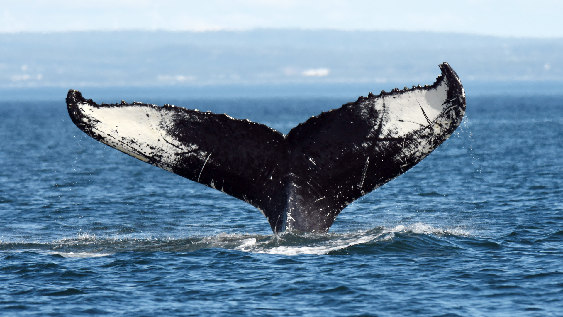 Photo of the underside of a humpback whale tail. The pattern is black in the centre and around the edges. The outer parts of the lobes are mostly white with a few black marks.