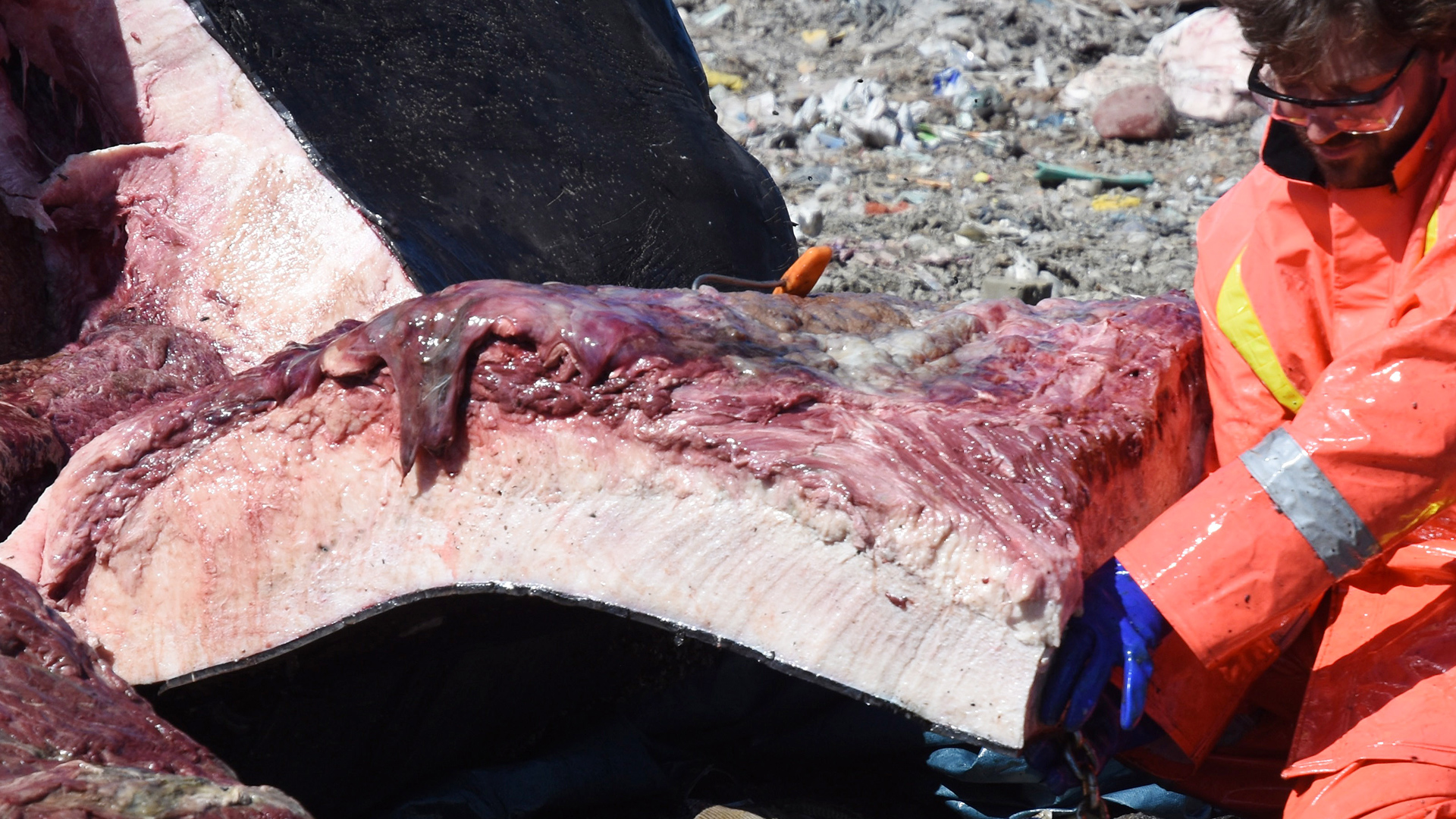 Découpe de peau d’une carcasse de baleine noire avec son épaisse couche de gras. Un homme à côté montre que celle-ci est plus épaisse que la longueur de sa main.