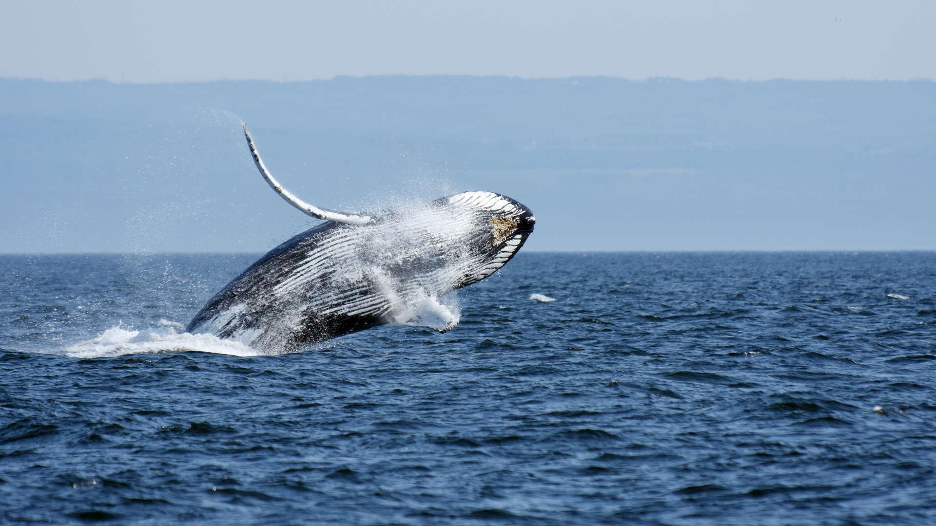A humpback whale performs a full breach.