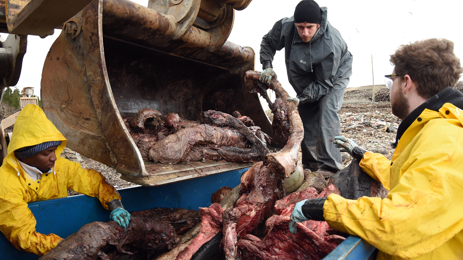 Three people transfer the still partially flesh-covered bones from a bin onto the bucket of a front-end loader.