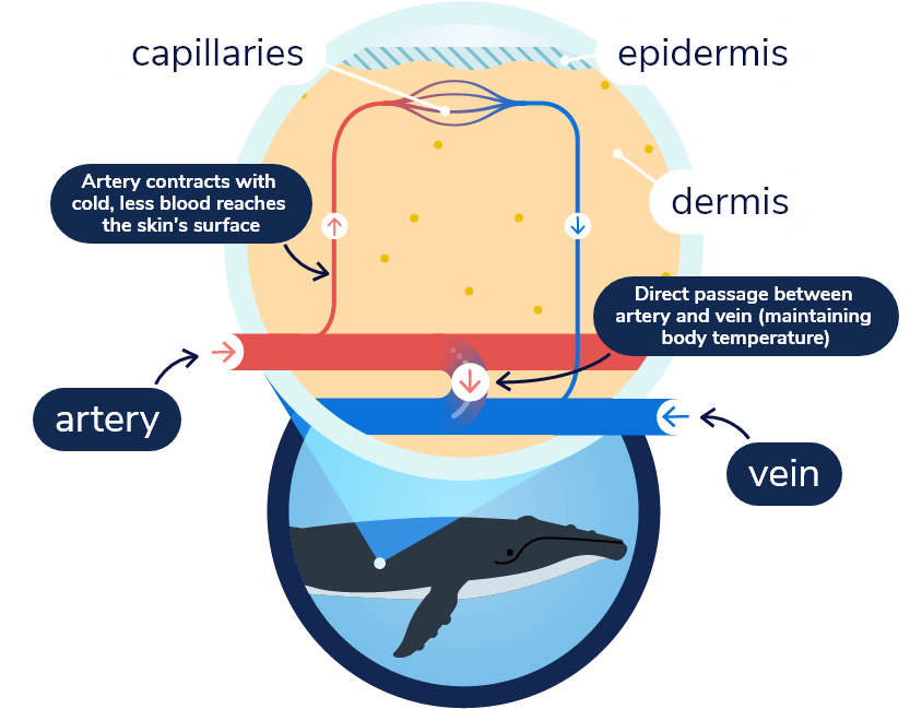 Diagram of an artery and vein lying under the dermis (blubber layer) of a humpback whale. Blood in the artery and the vein flows in opposite directions. A blood vessel bridges the artery to the vein, allowing blood to flow from the former to the latter. A small portion of the blood flows to the capillaries near the skin surface and then returns to the vein.