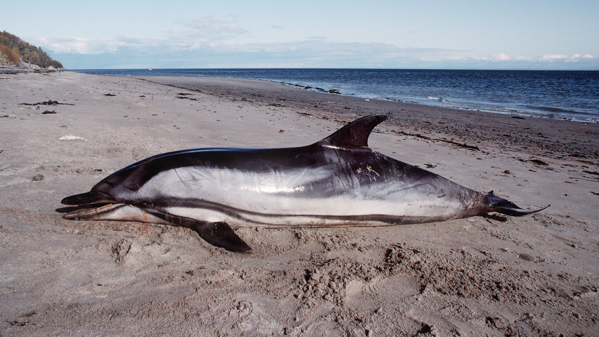 Une carcasse de dauphin bleu et blanc est échouée sur une plage.