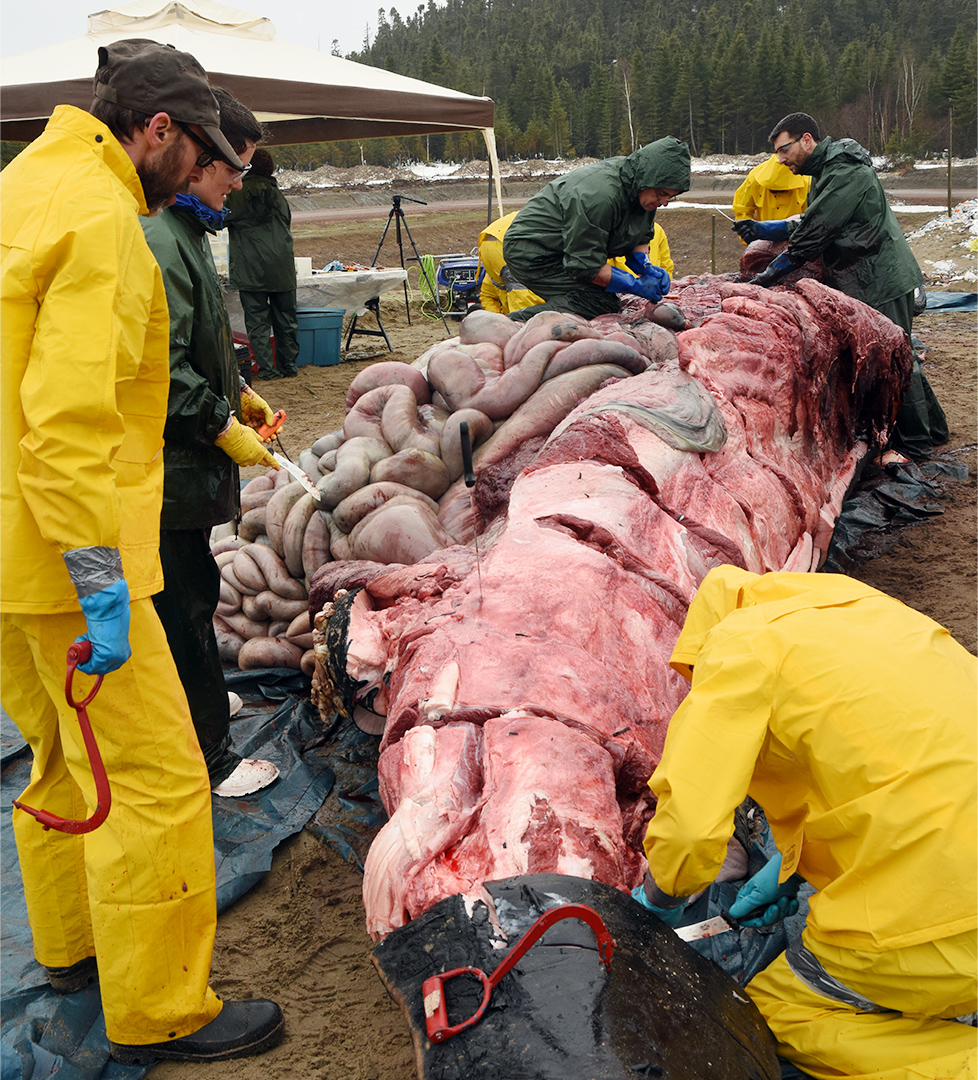 A team dressed in rain gear works on the carcass. Much of the skin was removed and a large incision was made in the abdomen to remove the digestive tract.
