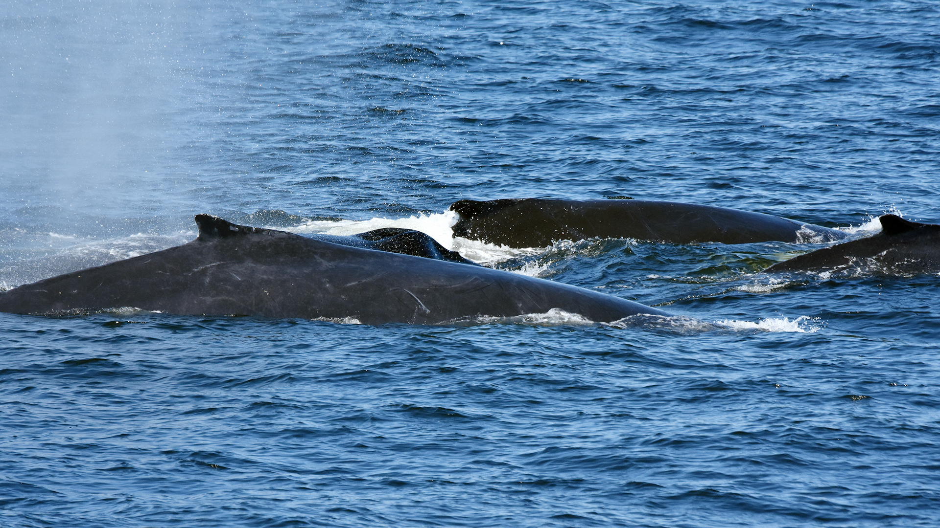 Photo of a group of four humpback whales. The backs and dorsal fins are partially visible for three of them. The bulging blowhole of the fourth humpback can be seen behind the individual in the foreground.